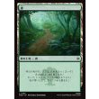 画像1: 森/Forest (1)