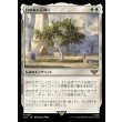画像1: 白の木に花開く/Flowering of the White Tree (1)