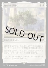 画像: 《白の木に花開く/Flowering of the White Tree(0015)》【JPN】[LTR白R]