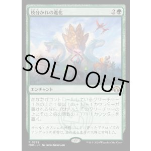 画像: 枝分かれの進化/Branching Evolution