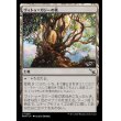 画像1: ヴィトゥ＝ガジーの枝/Branch of Vitu-Ghazi (1)