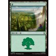画像1: 森/Forest (1)