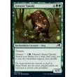 画像2: 大狸/Greater Tanuki (2)