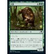 画像1: 大狸/Greater Tanuki (1)