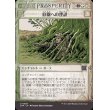画像1: 庭園への埋設/Buried in the Garden (1)