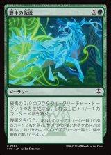 画像: 野生の仮説/Wild Hypothesis