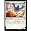 画像1: 街の鳩/City Pigeon (1)