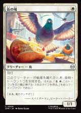画像: 街の鳩/City Pigeon