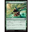 画像1: 壁登り/Wall Crawl (1)