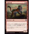 画像1: 玉虫色の虎/Iridescent Tiger (1)