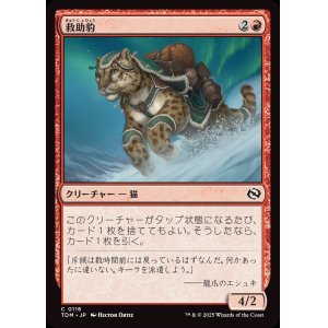 画像: 救助豹/Rescue Leopard