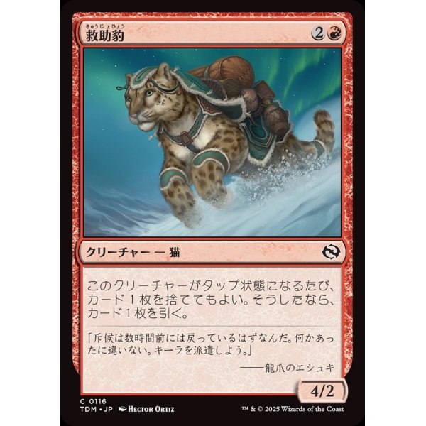 画像1: 救助豹/Rescue Leopard (1)