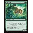画像1: 下生えの豹/Undergrowth Leopard (1)