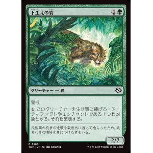 画像: 下生えの豹/Undergrowth Leopard