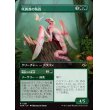 画像2: 咲蔦森の執政/Bloomvine Regent (2)
