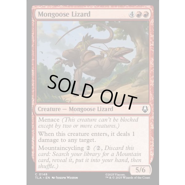 画像2: マングーストカゲ/Mongoose Lizard (2)