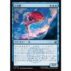 画像: 巨大鯉/Giant Koi