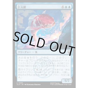 画像: 巨大鯉/Giant Koi