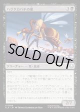 画像: ハゲタカバチの巣/Buzzard-Wasp Colony