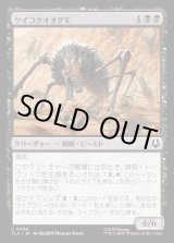 画像: ケイコクオオグモ/Canyon Crawler