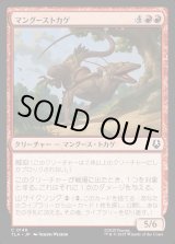 画像: マングーストカゲ/Mongoose Lizard