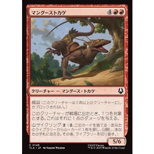 画像: マングーストカゲ/Mongoose Lizard