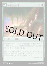 画像: 一繋がりの根/Shared Roots