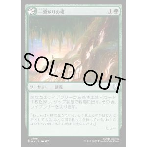 画像: 一繋がりの根/Shared Roots