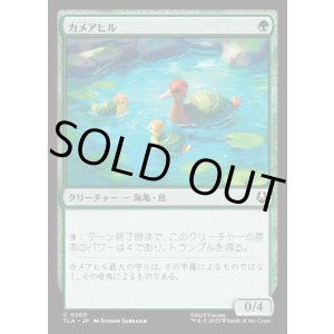 画像: カメアヒル/Turtle-Duck