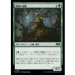 画像1: 新緑の偵騎/Verdant Outrider (1)