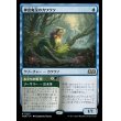 画像1: 神出鬼没のカワウソ/Elusive Otter (1)